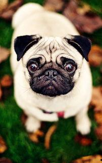 八哥手机电影网,海量影视资源，畅享移动观影新体验